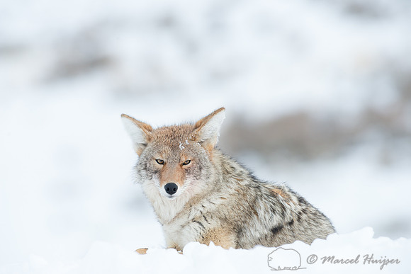 Coyote (Canis latrans), Wyoming, USA