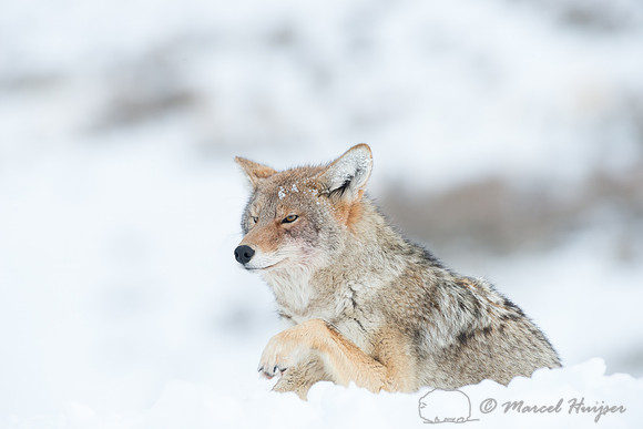 Coyote (Canis latrans), Wyoming, USA