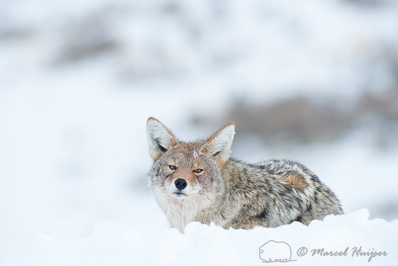 Coyote (Canis latrans), Wyoming, USA