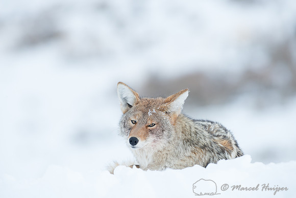 Coyote (Canis latrans), Wyoming, USA