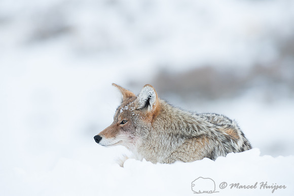 Coyote (Canis latrans), Wyoming, USA