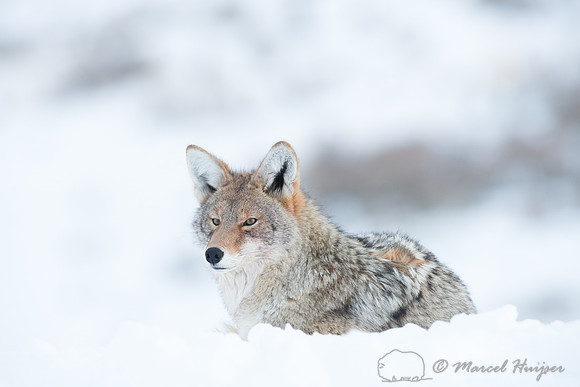 Coyote (Canis latrans), Wyoming, USA