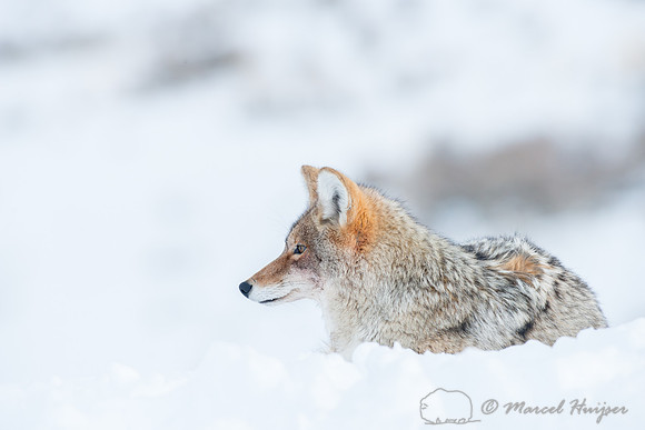 Coyote (Canis latrans), Wyoming, USA