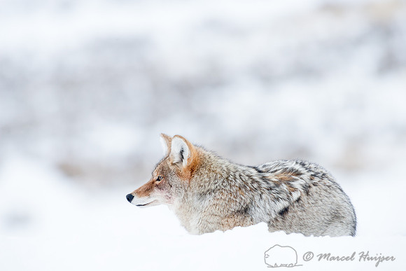 Coyote (Canis latrans), Wyoming, USA