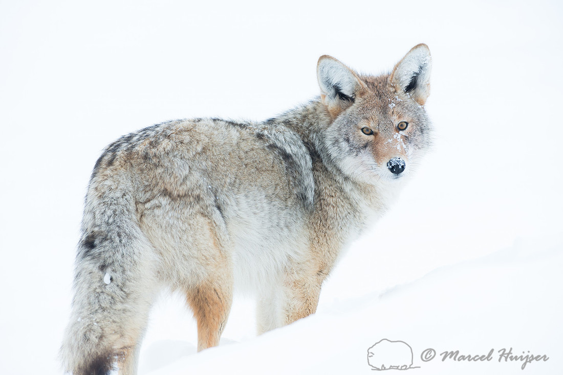 Coyote (Canis latrans), Wyoming, USA