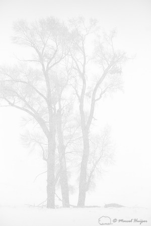 Cottonwood trees in snow storm, Wyoming, USA