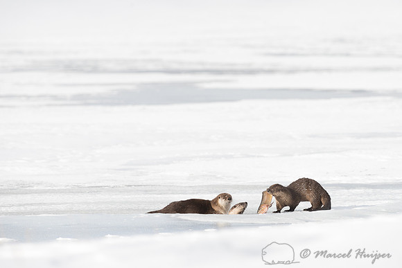 Northern river otter (Lontra canadensis), Wyoming, USA