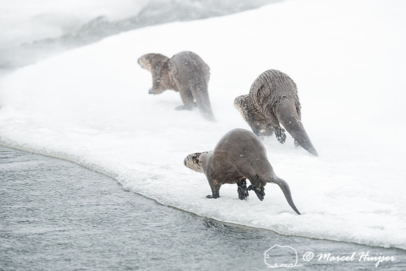 Northern river otter (Lontra canadensis), Wyoming, USA