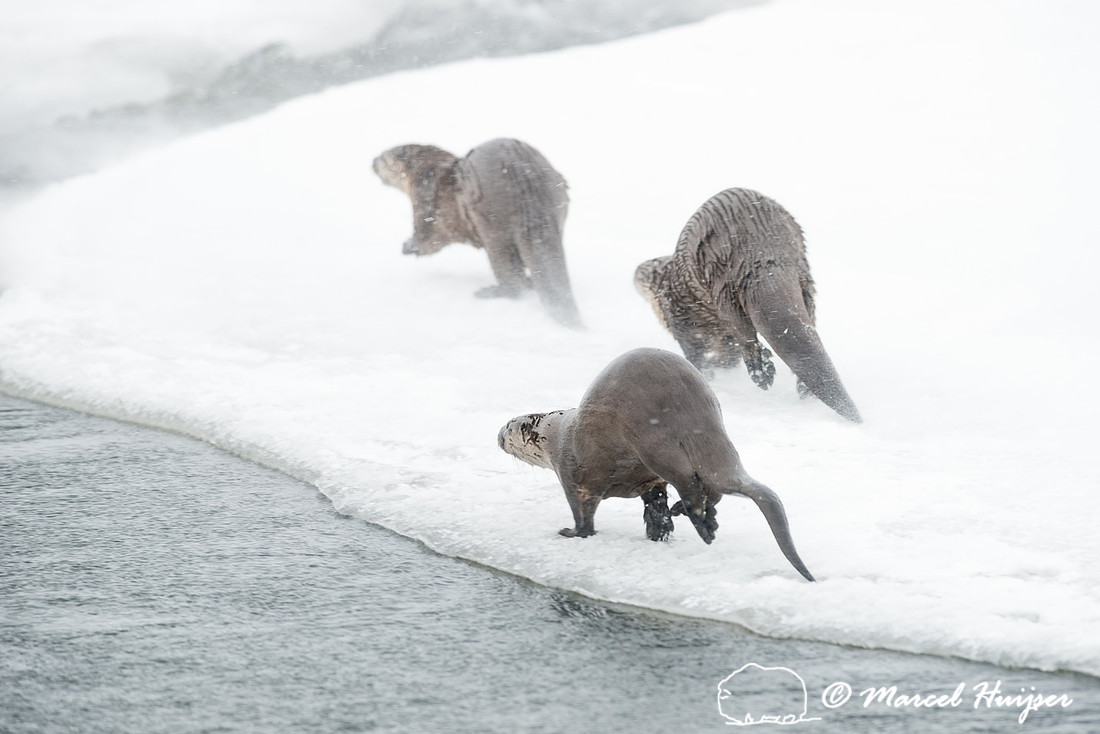 Northern river otter (Lontra canadensis), Wyoming, USA