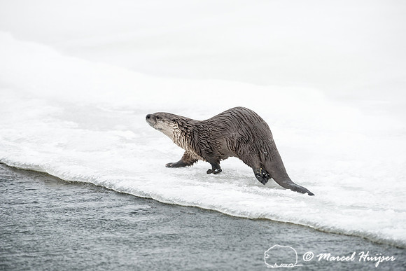 Northern river otter (Lontra canadensis), Wyoming, USA