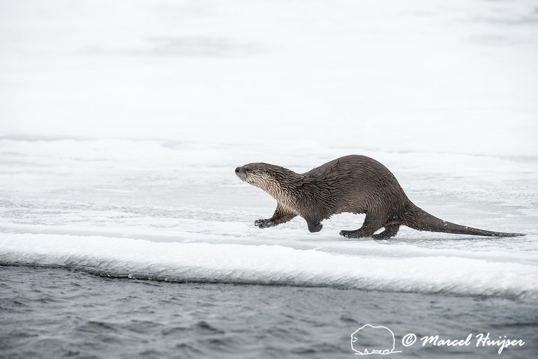 Northern river otter (Lontra canadensis), Wyoming, USA