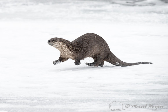 Northern river otter (Lontra canadensis), Wyoming, USA