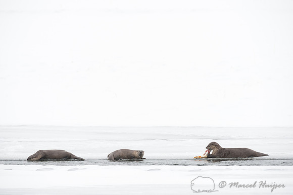 Northern river otter (Lontra canadensis), Wyoming, USA
