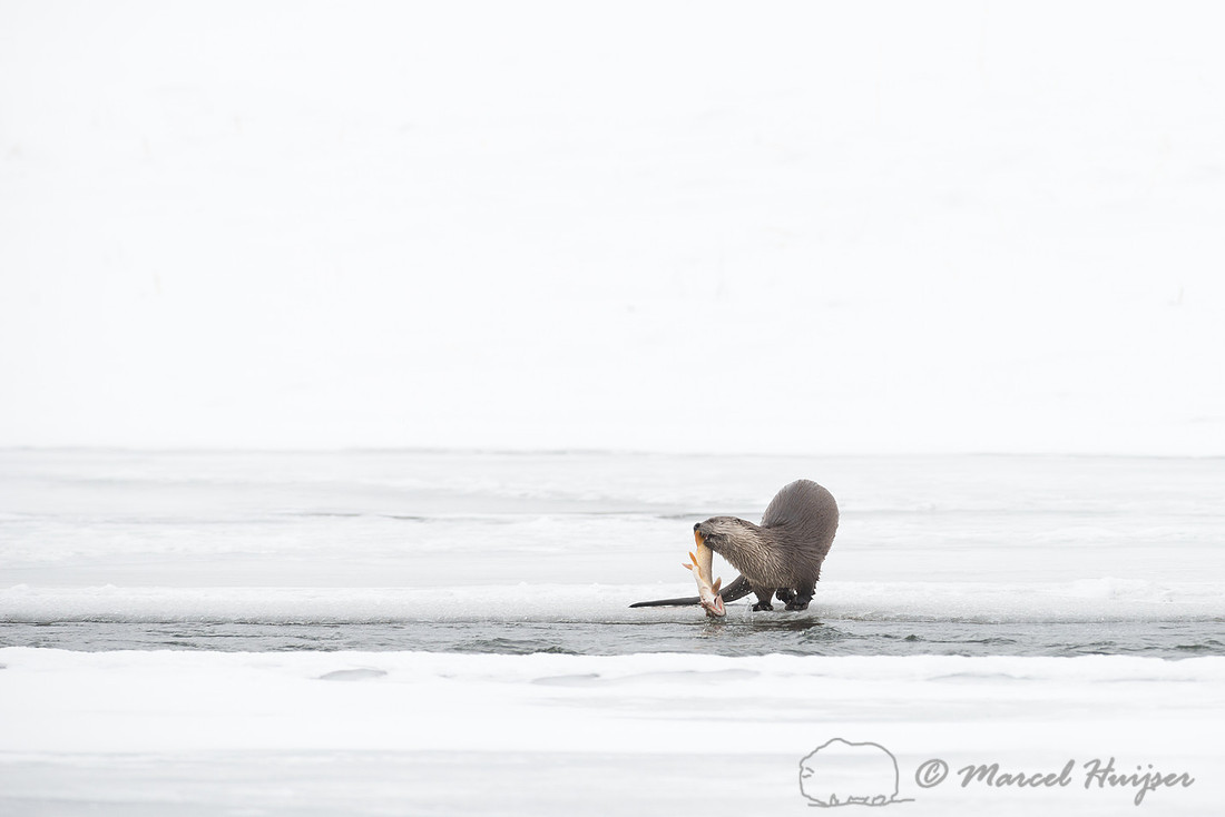 Northern river otter (Lontra canadensis), Wyoming, USA