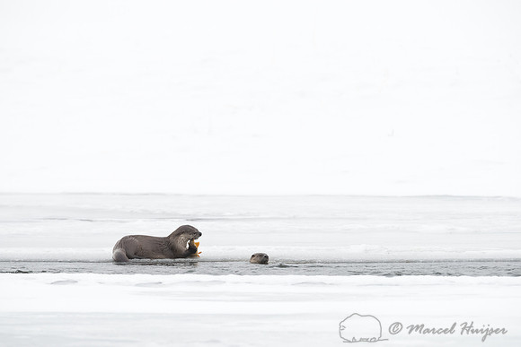 Northern river otter (Lontra canadensis), Wyoming, USA