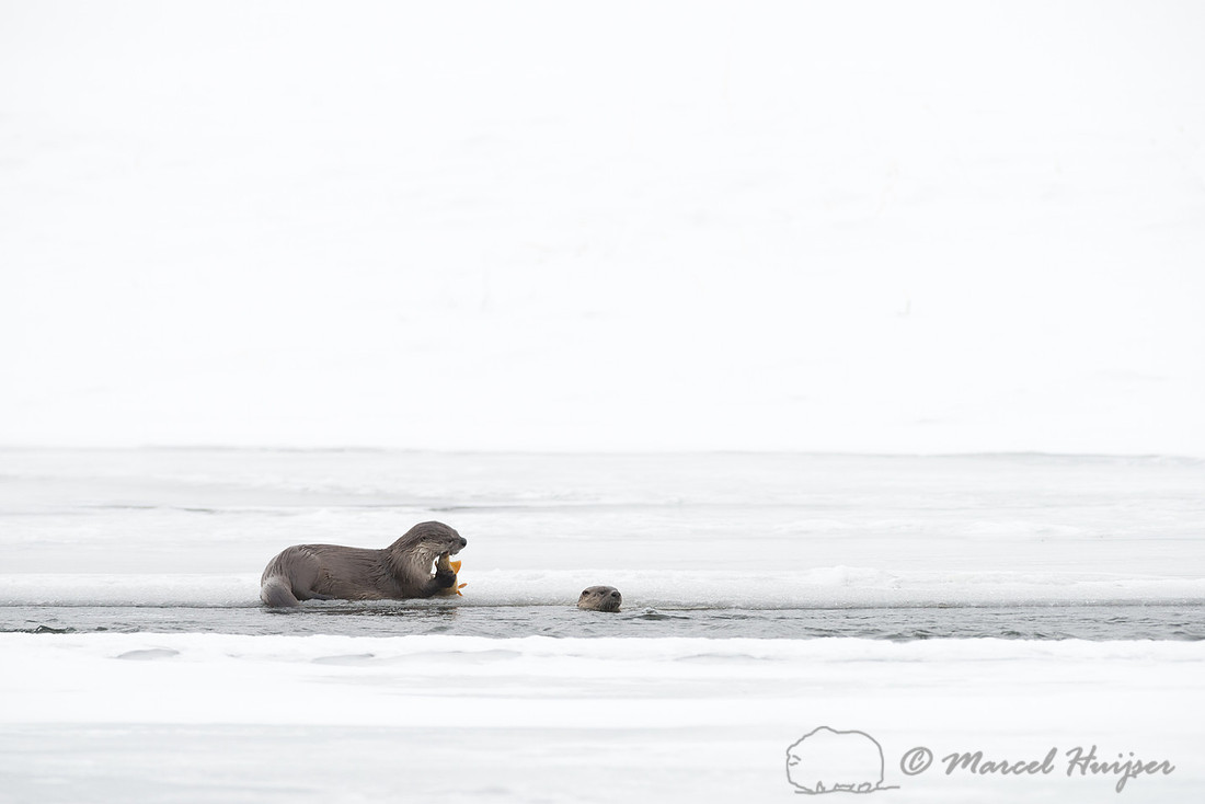 Northern river otter (Lontra canadensis), Wyoming, USA