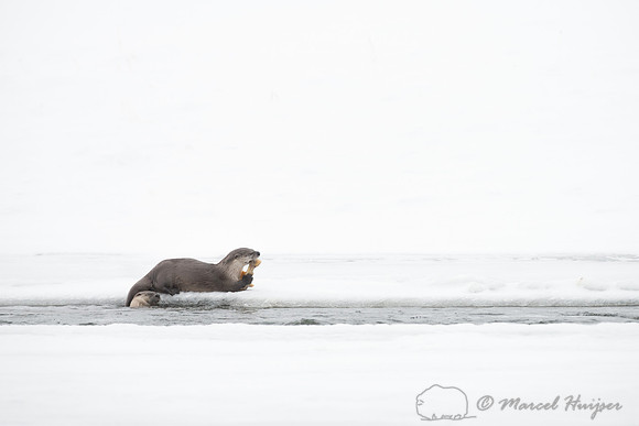 Northern river otter (Lontra canadensis), Wyoming, USA
