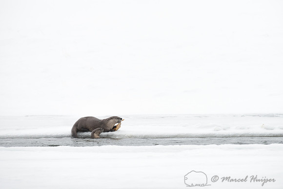 Northern river otter (Lontra canadensis), Wyoming, USA