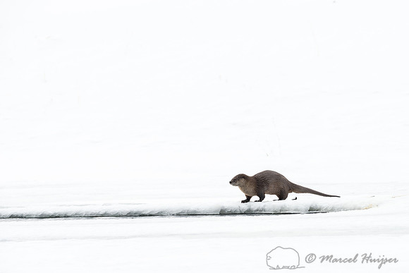 Northern river otter (Lontra canadensis), Wyoming, USA