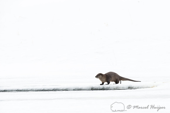Northern river otter (Lontra canadensis), Wyoming, USA