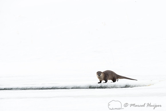 Northern river otter (Lontra canadensis), Wyoming, USA