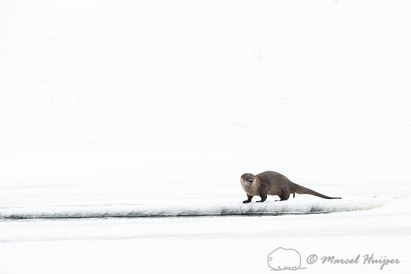 Northern river otter (Lontra canadensis), Wyoming, USA