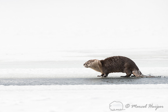 Northern river otter (Lontra canadensis), Wyoming, USA