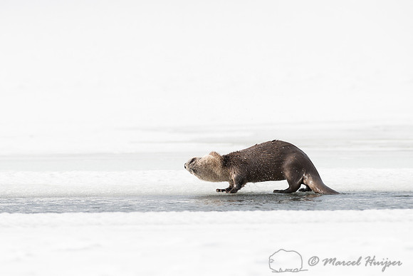 Northern river otter (Lontra canadensis), Wyoming, USA
