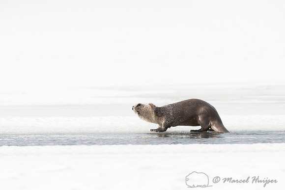 Northern river otter (Lontra canadensis), Wyoming, USA
