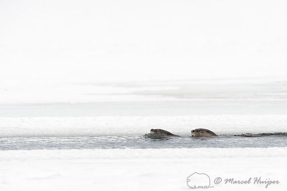 Northern river otter (Lontra canadensis), Wyoming, USA
