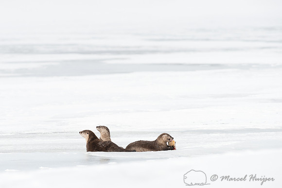 Northern river otter (Lontra canadensis), Wyoming, USA