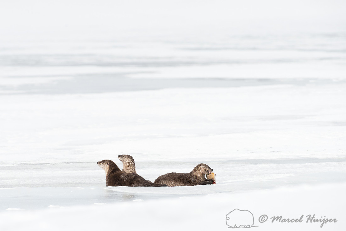 Northern river otter (Lontra canadensis), Wyoming, USA