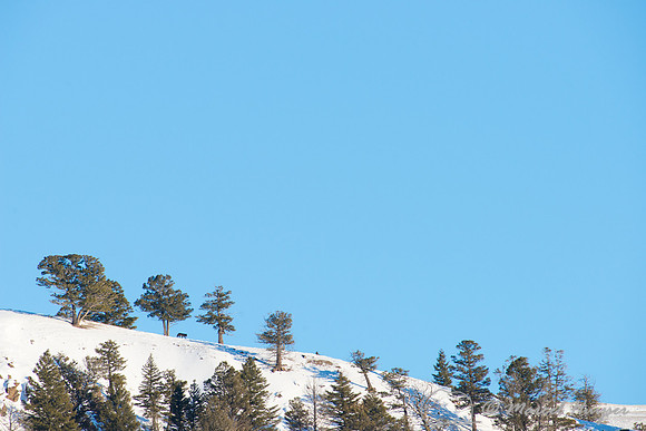 Gray wolves (Canis lupus) on the ridge, Wyoming, USA