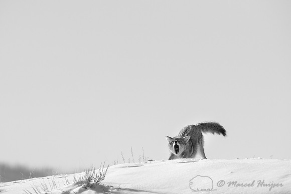 Coyote (Canis latrans), Wyoming, USA