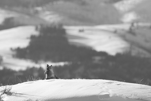 Coyote (Canis latrans), Wyoming, USA