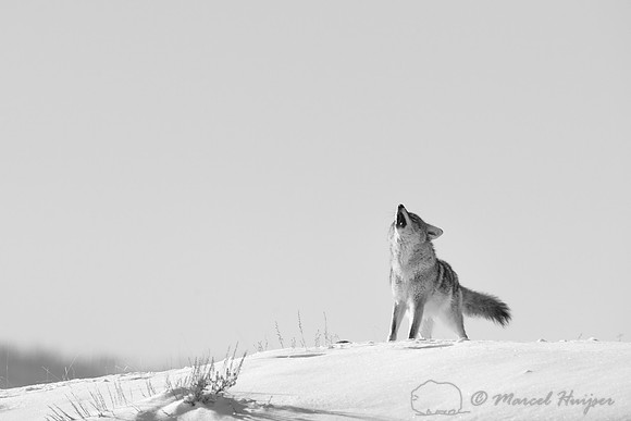 Coyote (Canis latrans), Wyoming, USA