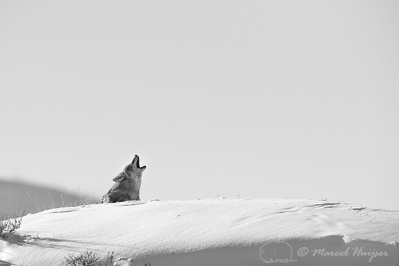 Coyote (Canis latrans), Wyoming, USA