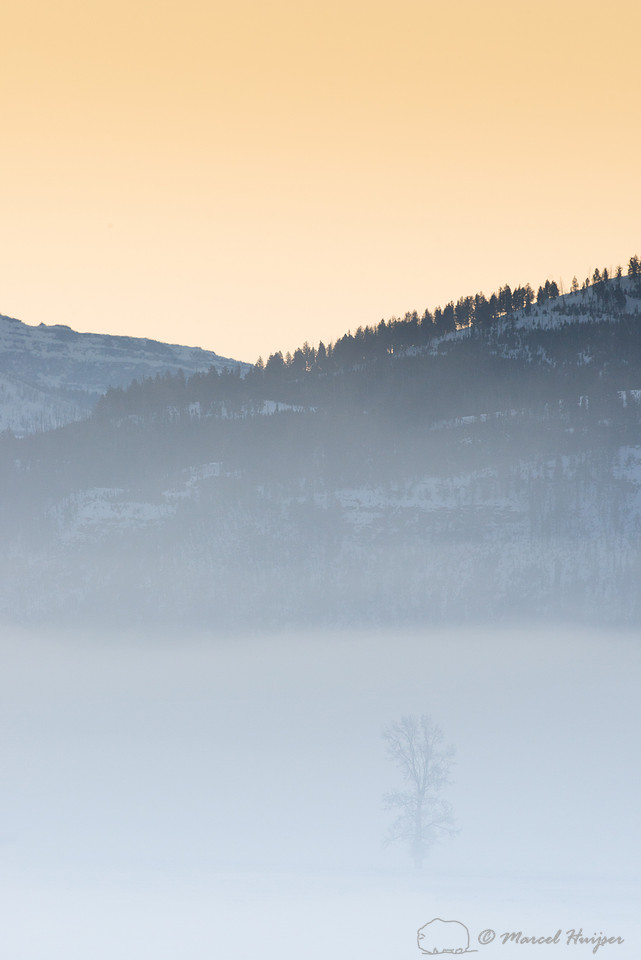 Tree in morning fog at sunrise, Wyoming, USA