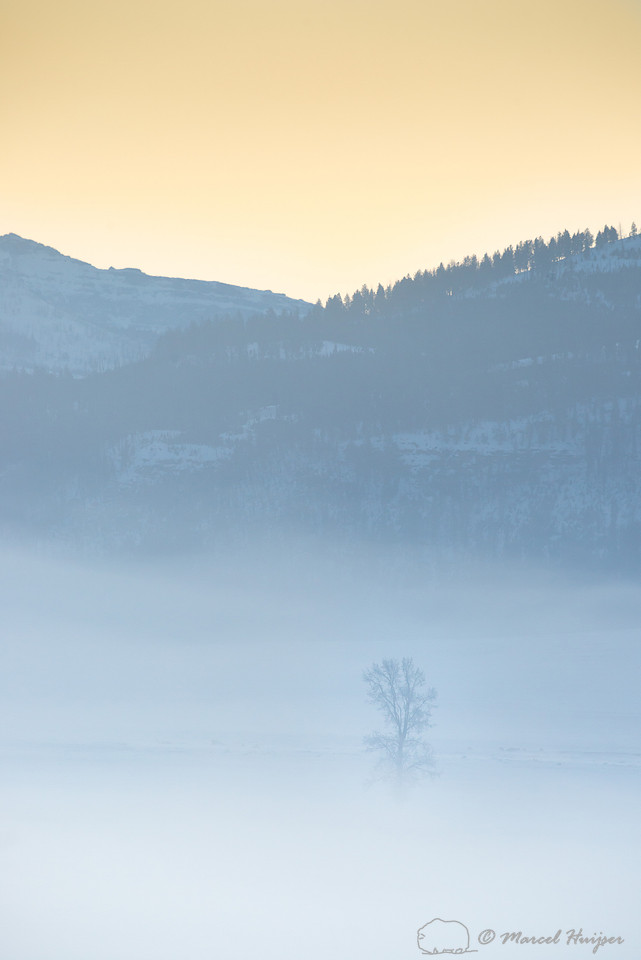 Tree in morning fog at sunise, Wyoming, USA