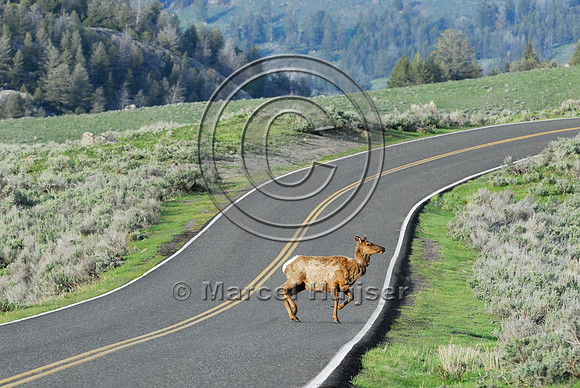 Elk (Cervus canadensis) approaching and crossing road, WY