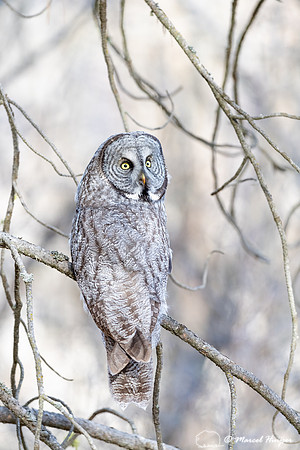 Great gray owl (Strix nebulosa), Montana