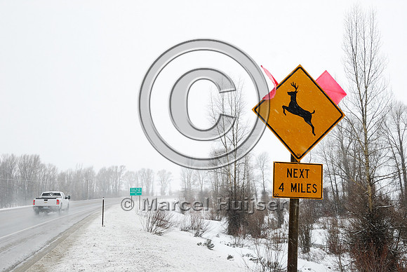 Wildlife warning sign with flags, deer Next 4 miles, WY