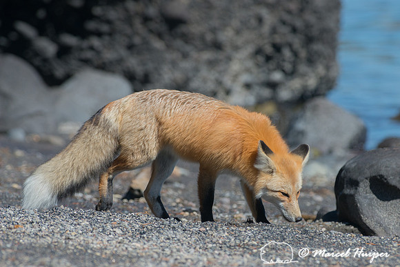 Red fox (Vulpes vulpes), Wyoming, USA