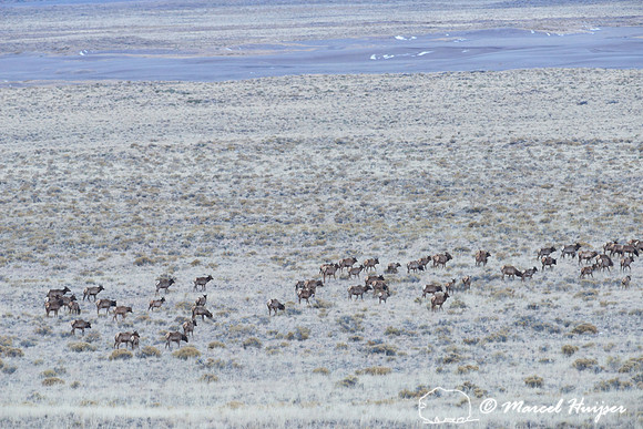 Elk (Cervus canadensis), Great Sand Dunes National Park and Pres