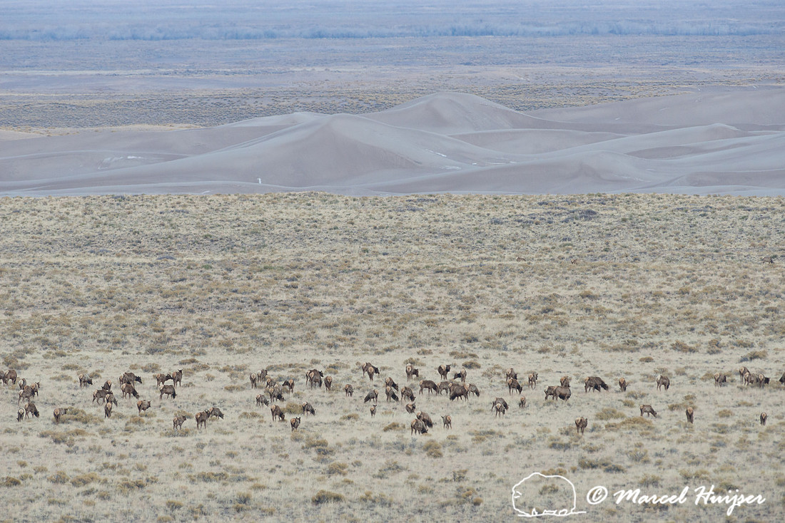 Elk (Cervus canadensis), Great Sand Dunes National Park and Pres