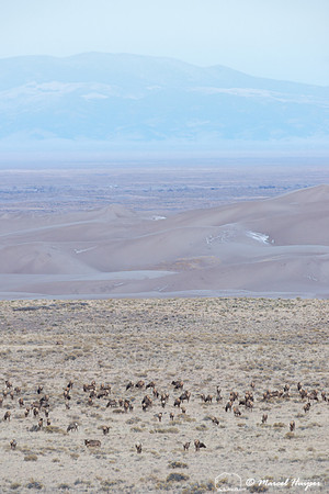 Elk (Cervus canadensis), Great Sand Dunes National Park and Pres