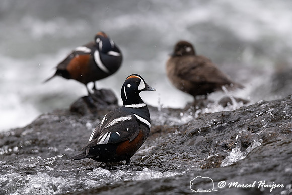 Male and female harlequin ducks (Histrionicus histrionicus), Wyo