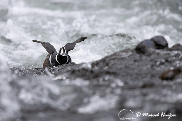 Male harlequin duck (Histrionicus histrionicus), Wyoming, USA