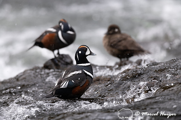 Male and female harlequin ducks (Histrionicus histrionicus), Wyo