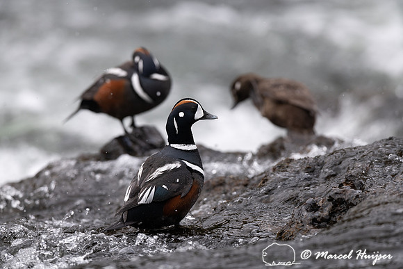 Male and female harlequin ducks (Histrionicus histrionicus), Wyo